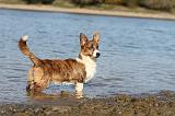 CORGI CARDIGAN 086